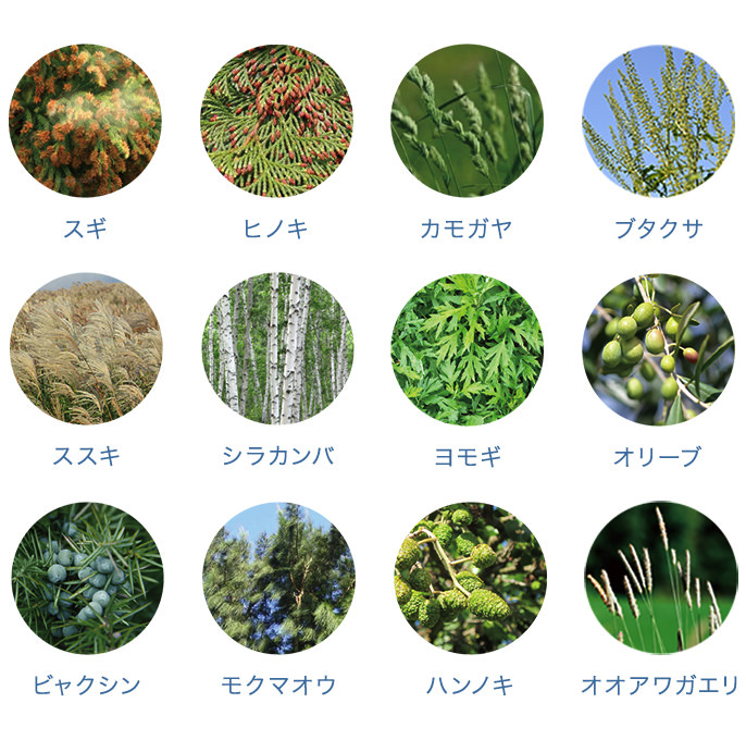 画像：花粉の種類