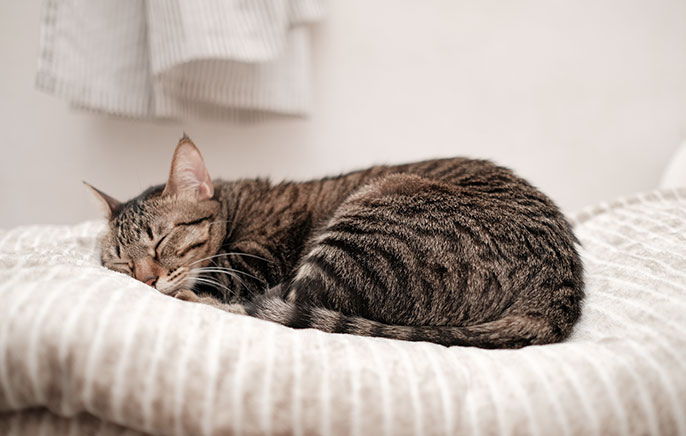 写真：丸くなり眠っている猫
