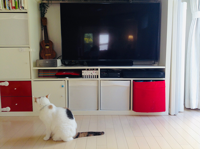 テレビ台と猫の写真