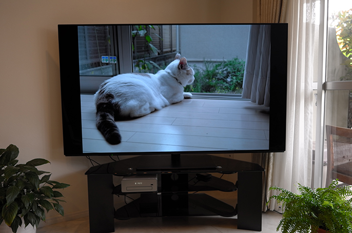 猫の写真をテレビに映っている様子の写真