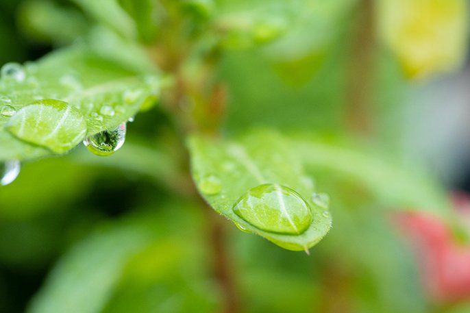 写真：水滴のついた草