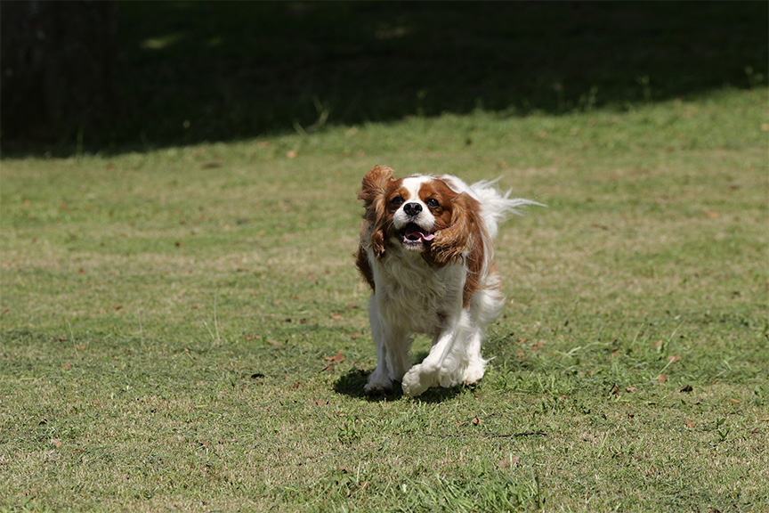 犬と草原の写真