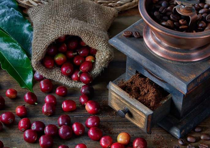 写真：コーヒーの種とコーヒー豆のイメージ