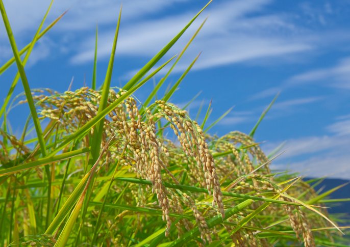 写真：収穫前のお米