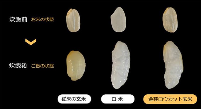 炊飯前　お米の状態　炊飯後ご飯の状態　従来の玄米　白米　金芽ロウカット玄米