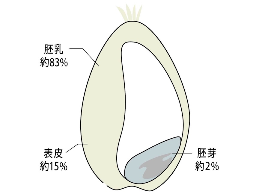 胚芽約83% 表皮約15% 胚芽約2%