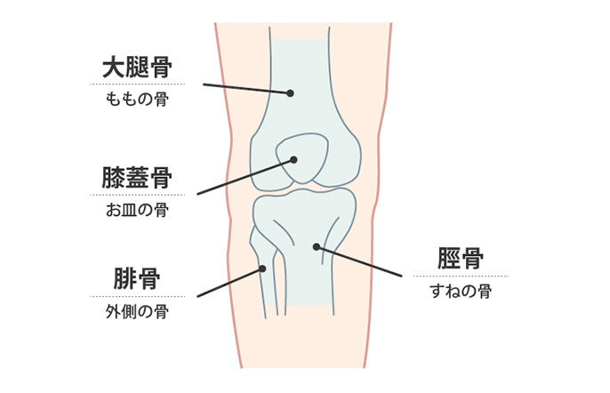 イラスト：ひざの骨の説明 大腿骨、脛骨、腓骨、膝蓋骨