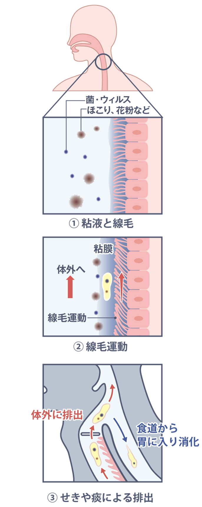 イラスト：線毛のイメージ 菌・ウイルス、ほこり、花粉などをせきとめる線毛。線毛運動により異物を体外へ。せきや痰により排出する。