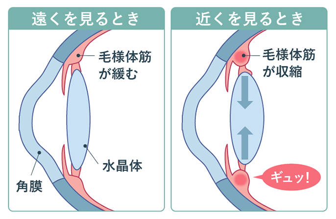 遠くを見るとき：毛様体筋が緩む、　近くを見るとき：毛様体筋が収縮