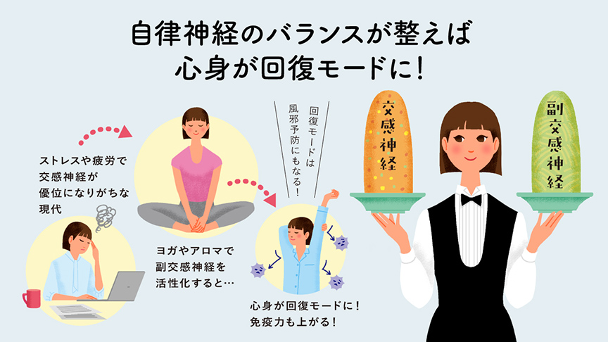 自律神経のバランスが整えば心身が回復モードに！ ストレスや疲労で交感神経が優位になりがちな現代 ヨガやアロマで副交感神経を活性化すると… 回復モードになれば風邪予防になる！ 心身が回復モードに！免疫力も上がる！ 交感神経 副交感神経