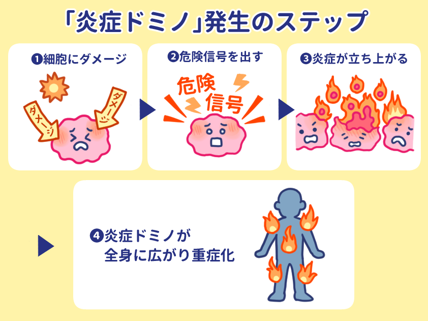 「炎症ドミノ」発生のステップ ①細胞にダメージ ②危険信号を出す ③炎症が立ち上がる ④炎症ドミノが 全身に広がり重症化