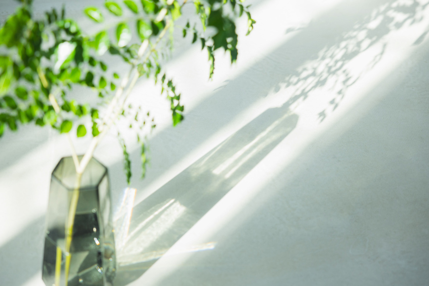透明な花瓶に入った緑の枝が、明るい光の中で影を落としている。