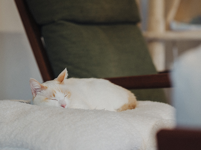 写真：眠る猫