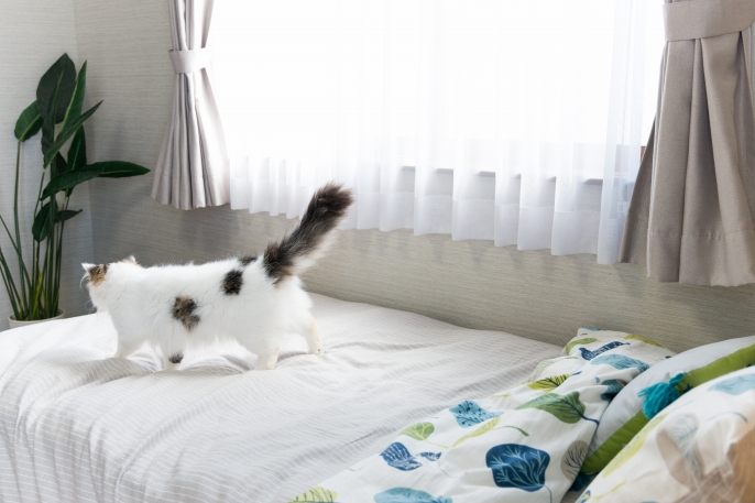 写真：ベッドの上を歩く猫
