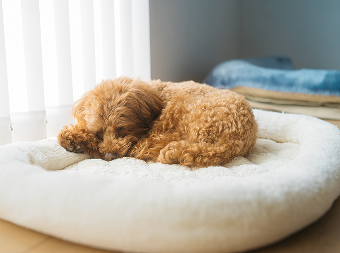 写真：眠る犬