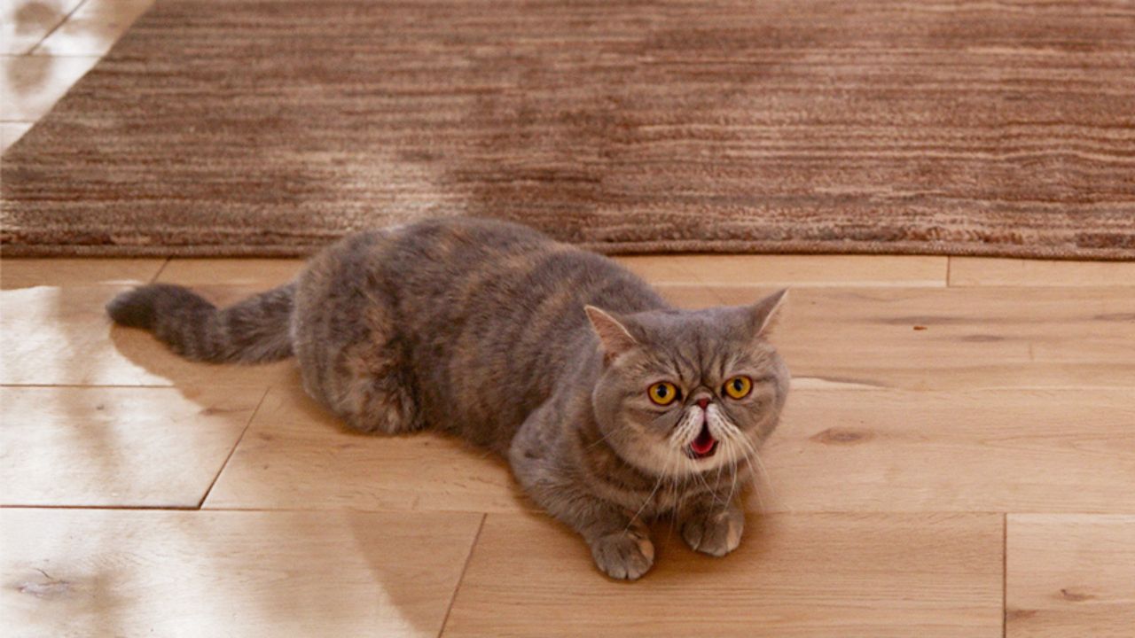 床に伏せている猫の写真