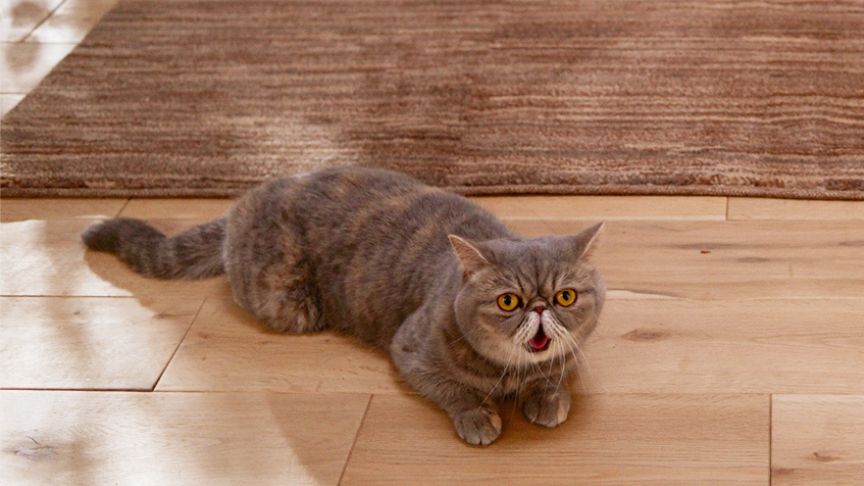 床に伏せている猫の写真