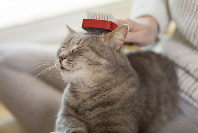 ブラッシングされている猫の写真