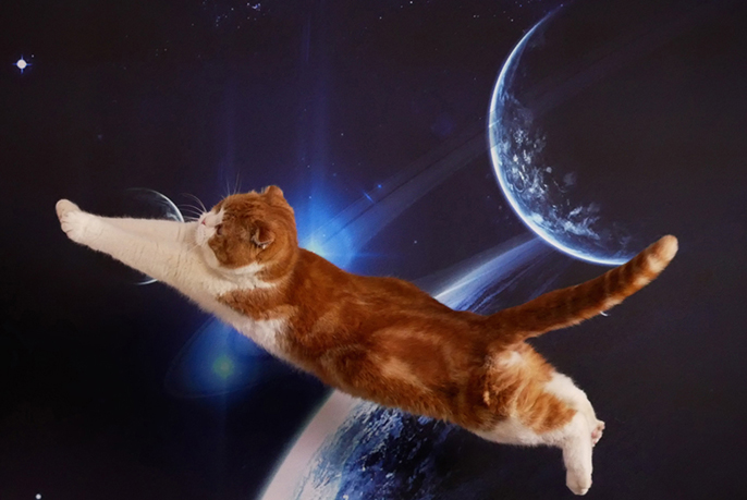 宇宙を飛んでいる猫の写真