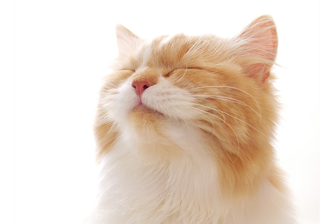 目を閉じている猫の写真