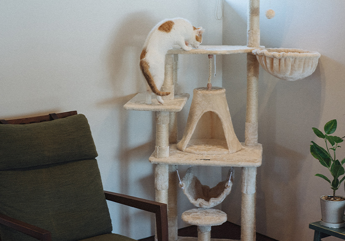 キャットタワーをのぼる猫の写真