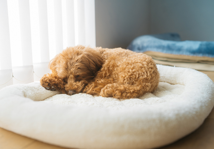 眠っている犬の写真