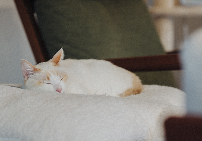 眠っている猫の写真
