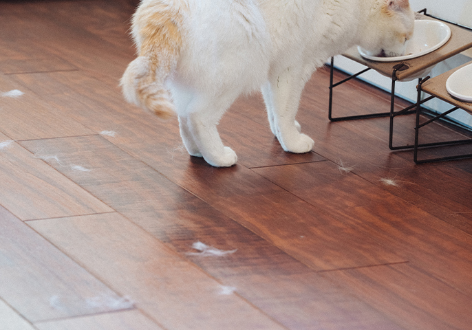 猫の抜け毛が散乱している様子の写真