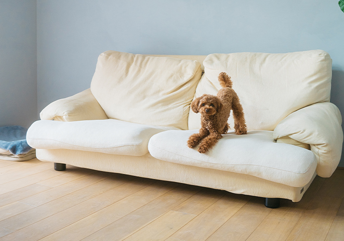 写真：ソファに座る犬