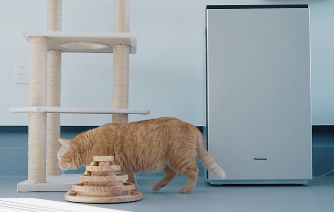 部屋に置かれたジアイーノと猫の写真