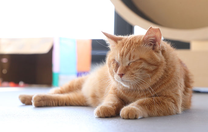 目を細める猫の写真
