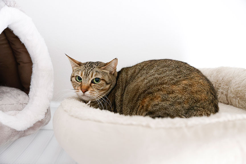 写真：すーちゃん（推定4歳）