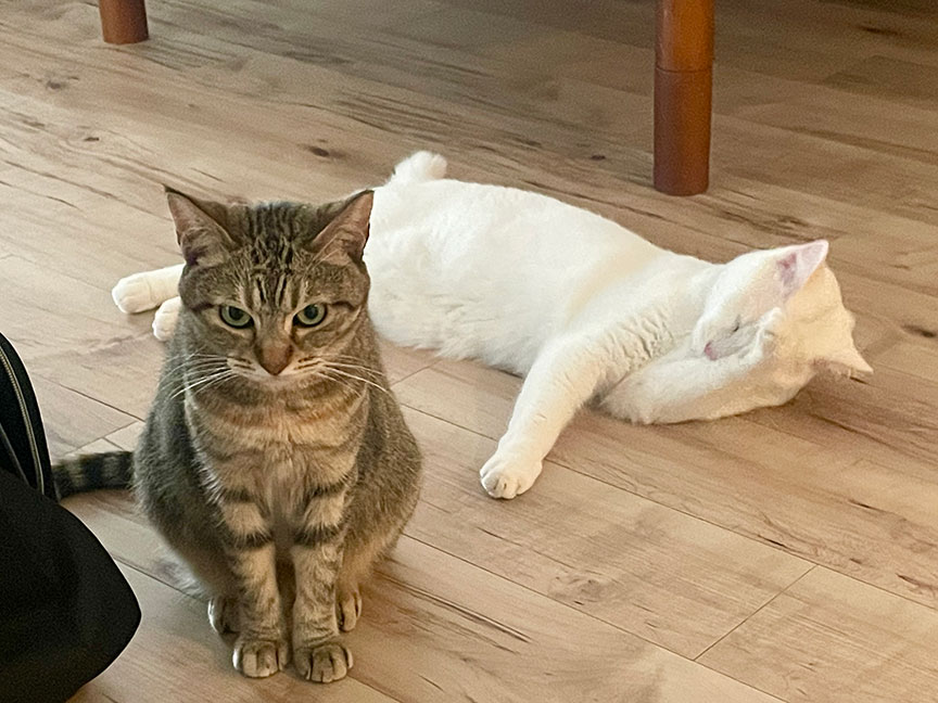 写真：あんみつ君とすーちゃん