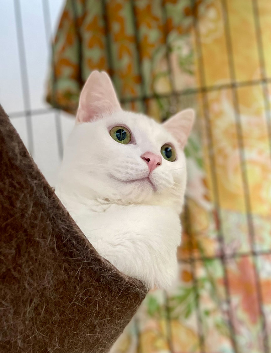 写真：お迎えしてすぐに慣れてくれたあんみつ君