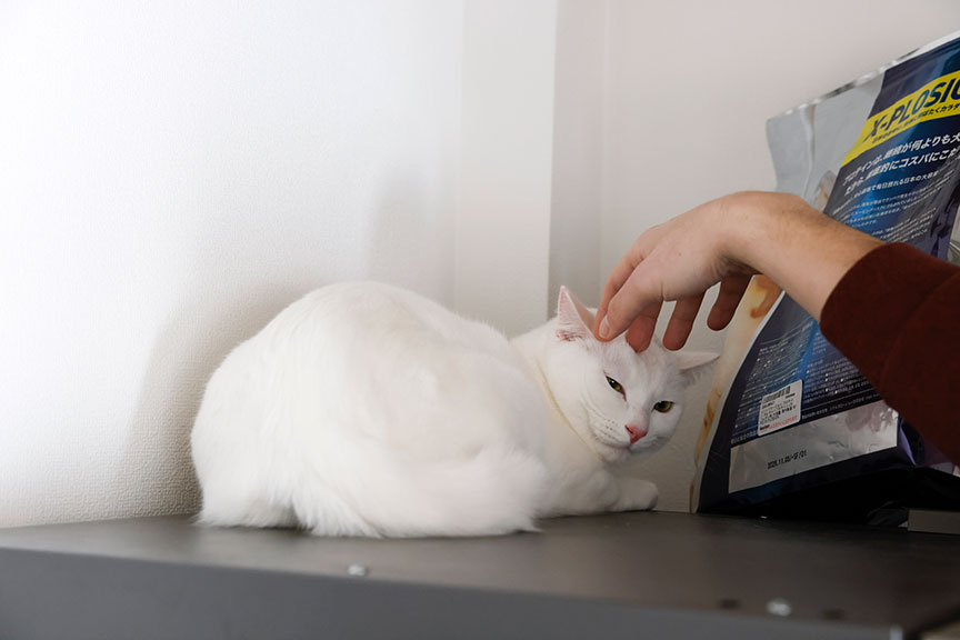 写真：あんみつ君（愛称：みっちー／推定2歳の男の子）。頭の上に少しだけぶち模様がある