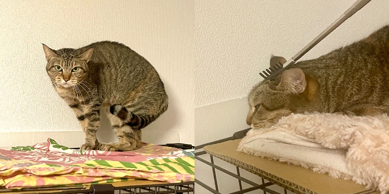 写真：いつも威嚇していたすーちゃん。伸びる孫の手でなでられる練習をしている様子