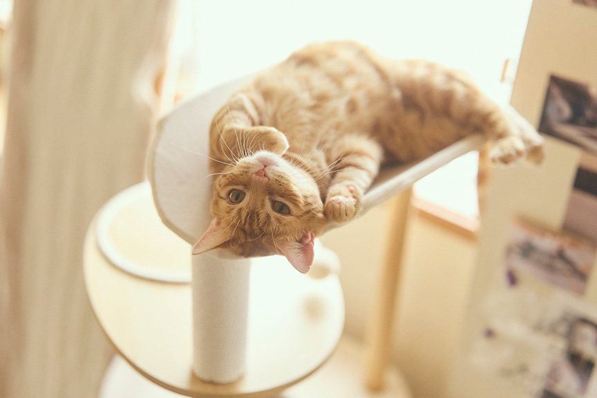 写真：キャットタワーの上で寝そべる陽くん