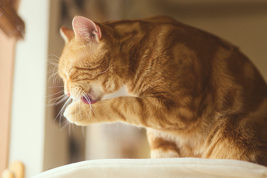 写真：手を舐める陽くん