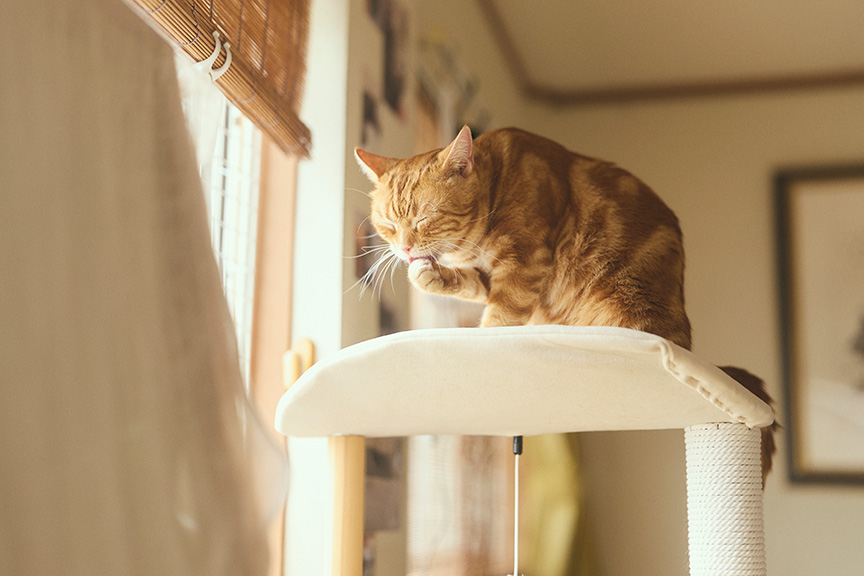 写真：キャットタワーの上に座る陽くん