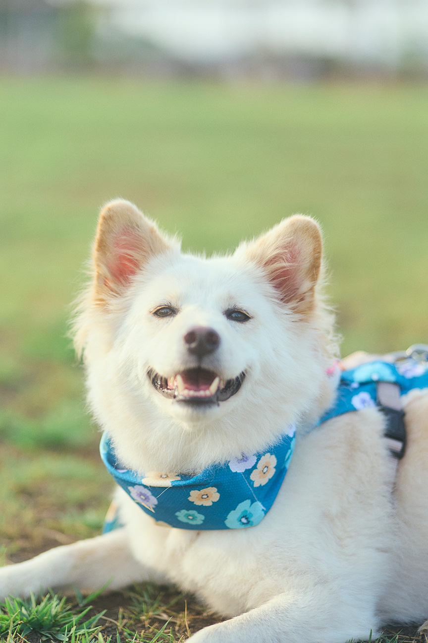 写真：こちらを見つめるハニーちゃん