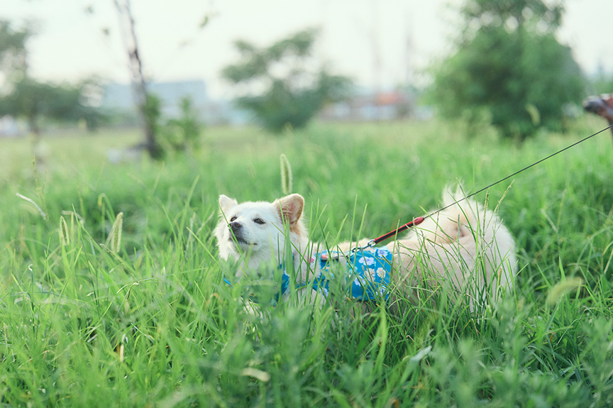 写真：ぐんぐん歩くハニーちゃん