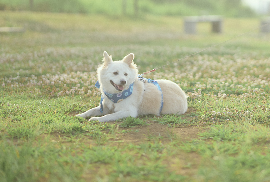 写真：まったりゴロゴロするハニーちゃん