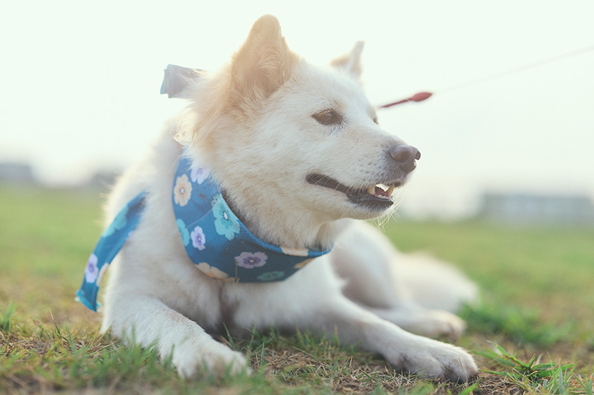 写真：ハニーちゃん