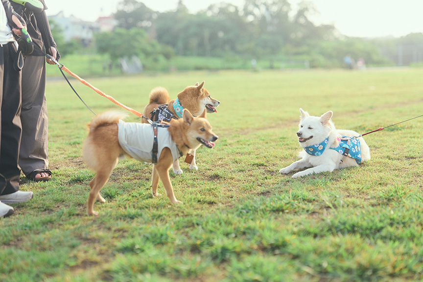 写真：ハニーちゃんと犬友