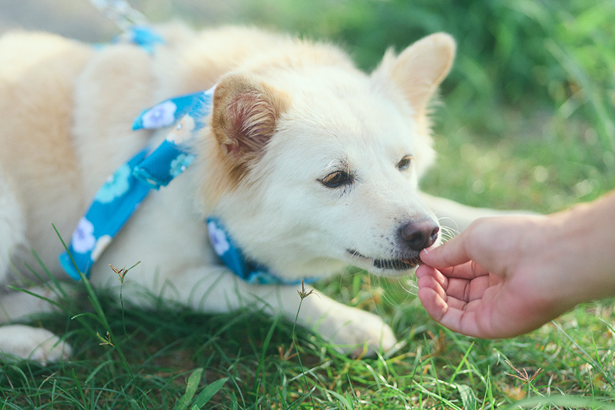 写真：おやつをもらうハニーちゃん