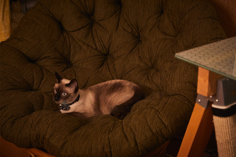ソファでくつろぐ猫