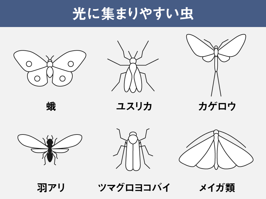 イラスト：光に集まりやすい虫