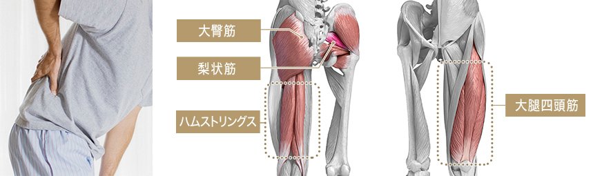おしりや太ももの筋肉の説明図（大臀筋、梨状筋、ハムストリングス、大腿四頭筋）