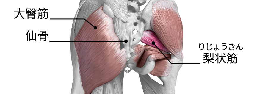 大臀筋 仙骨 梨状筋