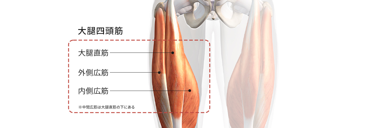 大腿四頭筋である大腿直筋、外側広筋、内側広筋の位置を記したイラスト ※中間広筋は大腿直筋の下にある